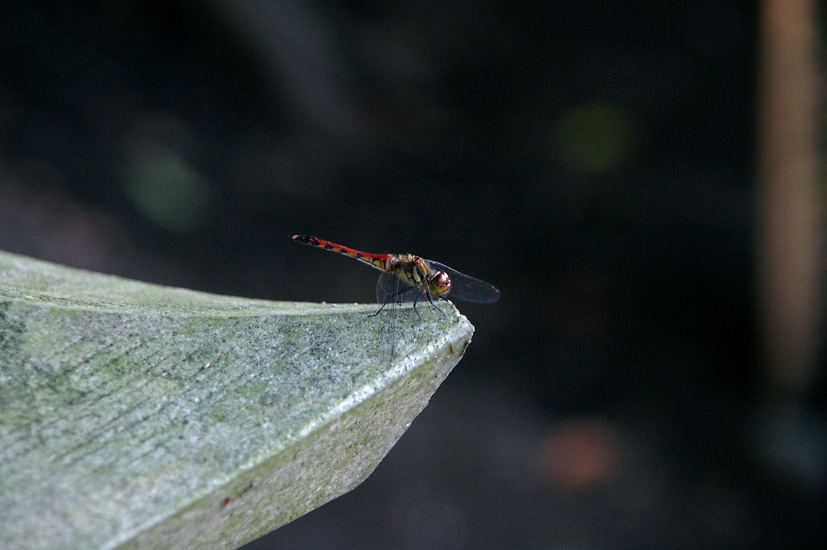 d0100156_2214365.jpg
