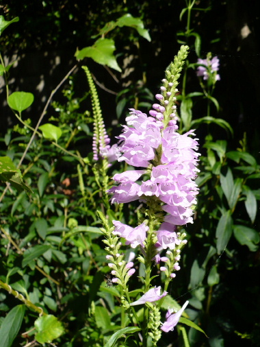 a0063364_1513256.jpg