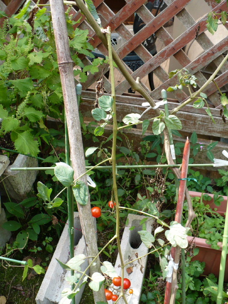 a0063364_153626.jpg