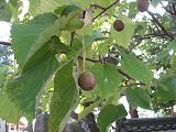 e0041168_752035.jpg