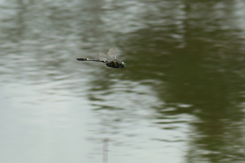b0088772_8533265.jpg