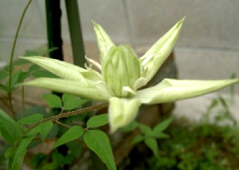 c0113883_19343492.jpg