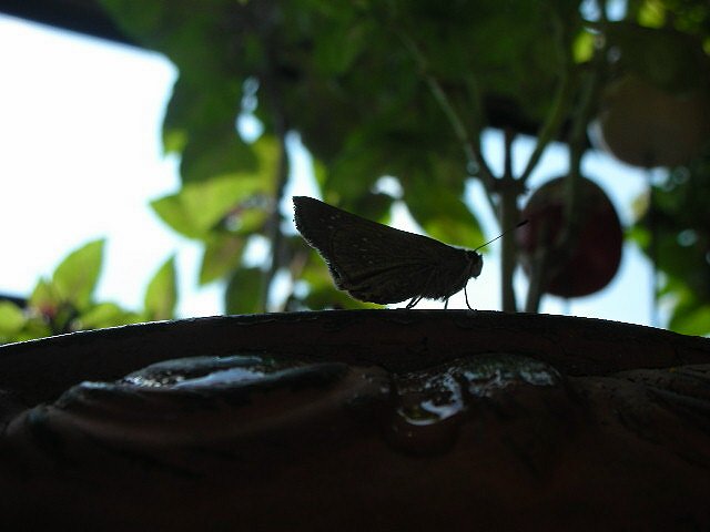 f0083400_16205164.jpg