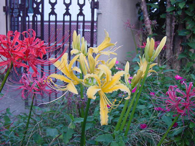 c0052304_143815100.jpg