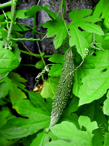 f0036005_6365326.jpg