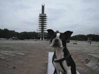 e0080117_20415147.gif