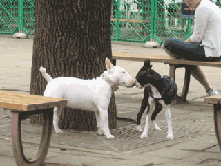 e0080117_20422497.gif