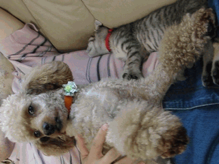 c0136736_11224290.gif