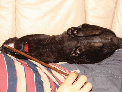 c0136736_11244156.gif