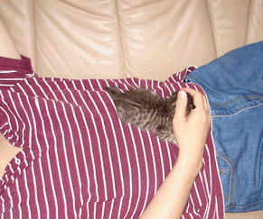 c0136736_11312663.gif