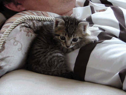 c0136736_11323180.gif