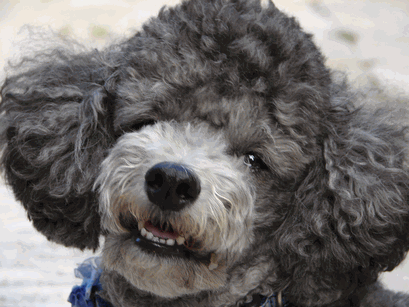 c0136736_114139100.gif