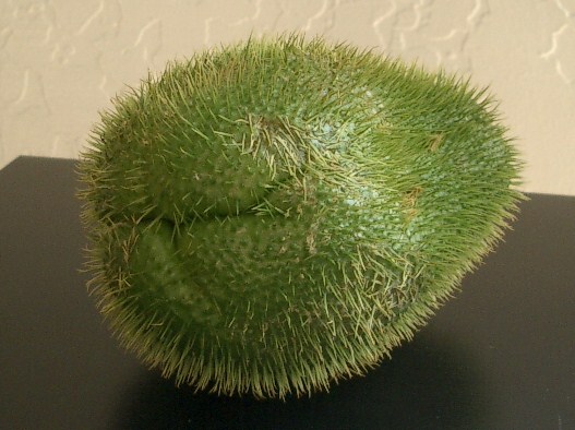 c0119140_7365397.jpg