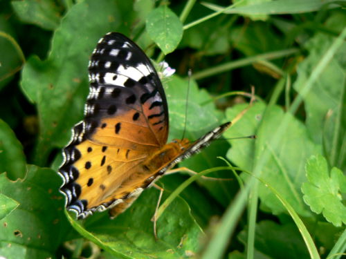 d0091754_3134348.jpg