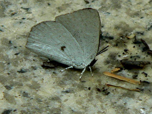 d0091754_33633.jpg