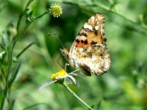 d0091754_345168.jpg