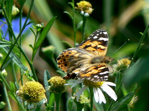 d0091754_3453047.jpg