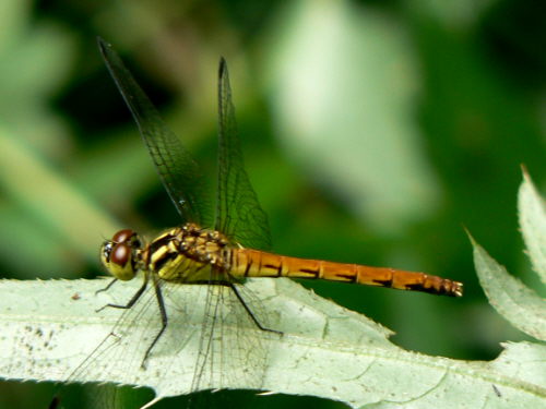d0091754_4275959.jpg