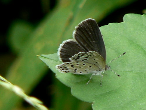 d0091754_4454559.jpg