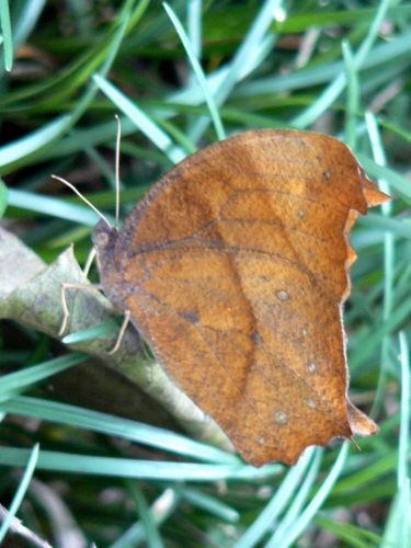 d0091754_4504376.jpg