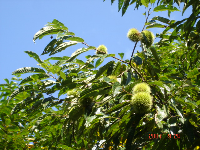a0038370_15292458.jpg