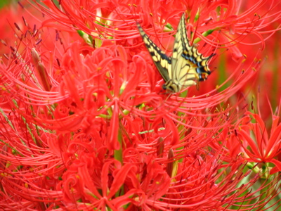 d0050472_14581534.jpg
