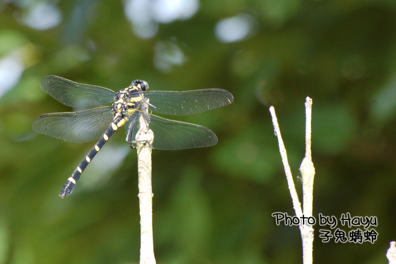 a0059328_0171883.jpg