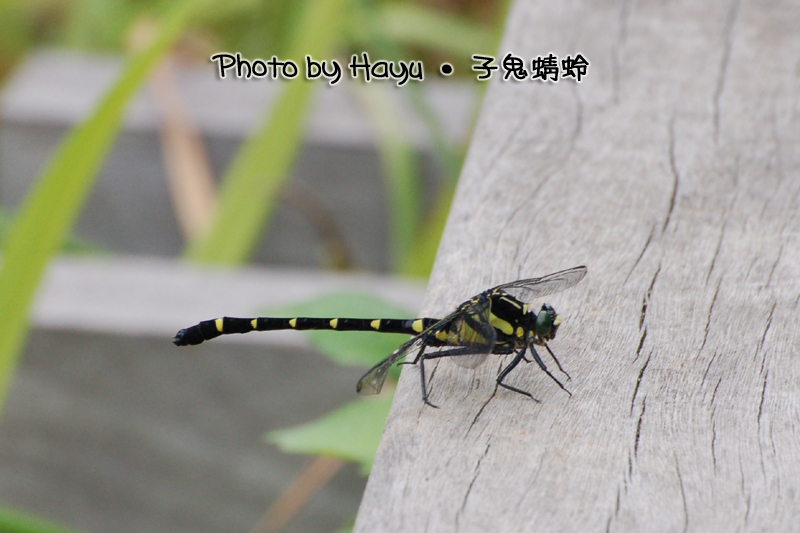 a0059328_0313985.jpg