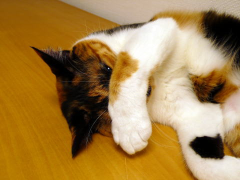 c0096628_2250543.jpg