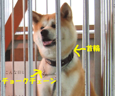 f0008935_1432767.gif