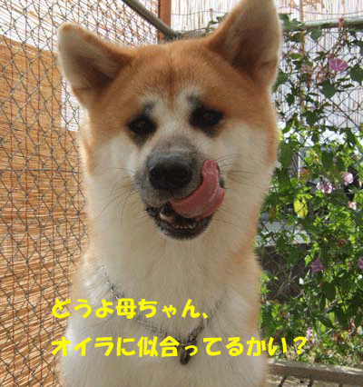 f0008935_14355118.gif
