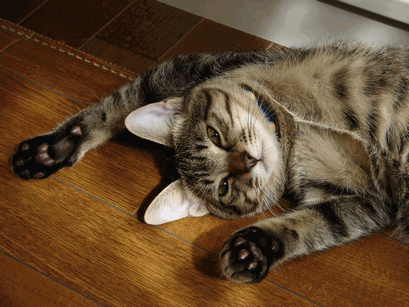 c0136736_19472038.gif