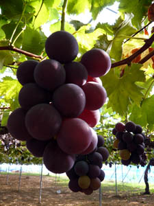c0131544_651939.jpg