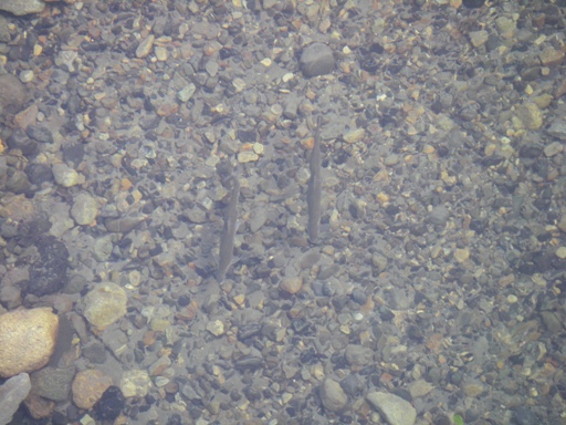 f0084544_6142395.jpg