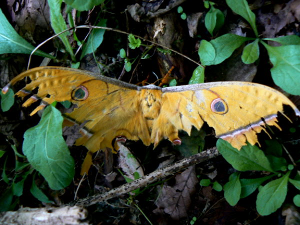 d0091754_1835811.jpg