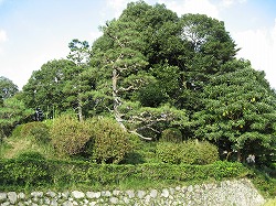 e0041168_2164733.jpg