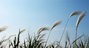 d0129295_1133239.jpg