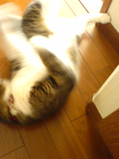 c0035001_1292697.jpg