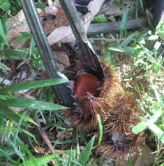 c0017505_1751381.jpg