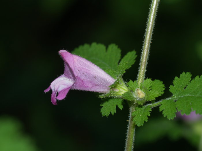 c0116915_1835256.jpg