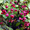 a0046429_926323.jpg