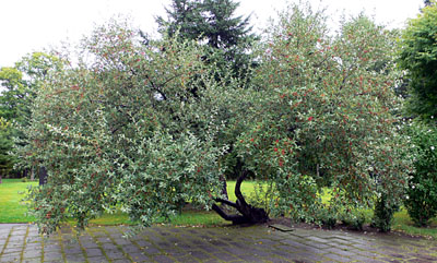 a0046429_942315.jpg