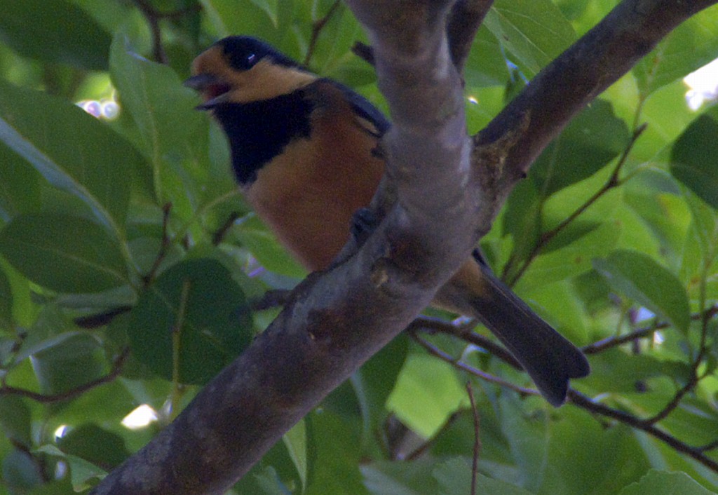 d0053930_7222455.jpg
