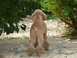 c0136736_22174729.gif