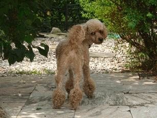 c0136736_22191160.gif