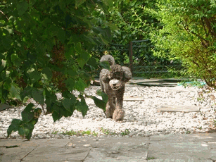 c0136736_22204195.gif