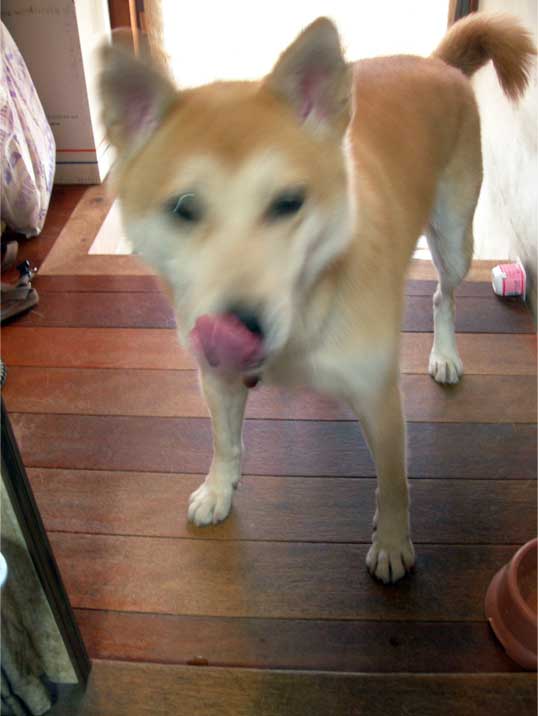 e0077145_1101532.jpg