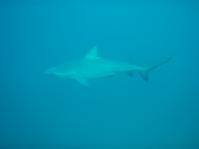 e0027447_1783711.jpg