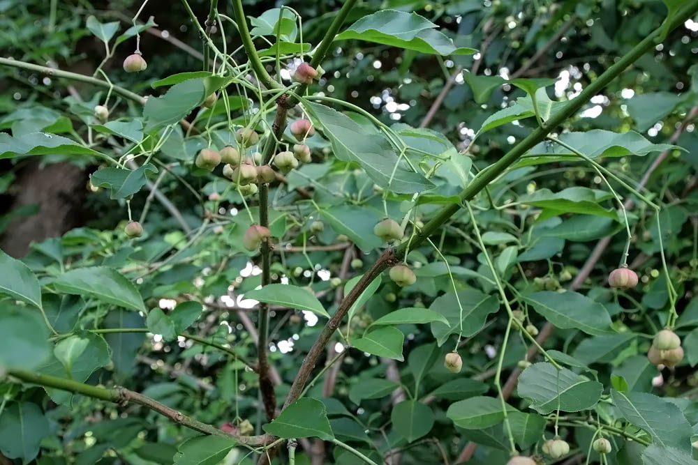 a0083081_16312761.jpg