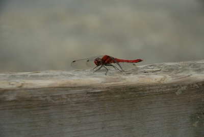 d0083282_17134082.jpg